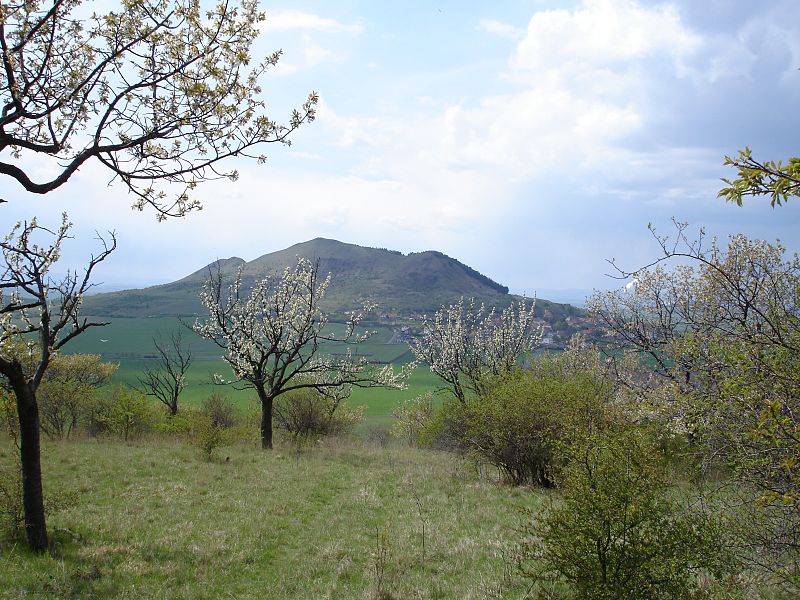 Raná